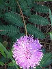 Mimosa hystricina