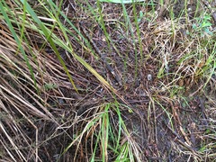 Dacrycarpus dacrydioides