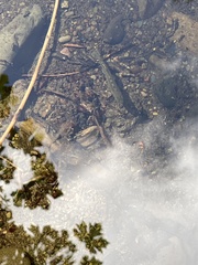 Salvelinus fontinalis