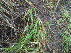 Dacrycarpus dacrydioides