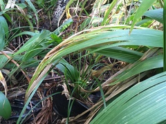 Carex lambertiana