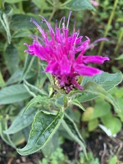 Monarda