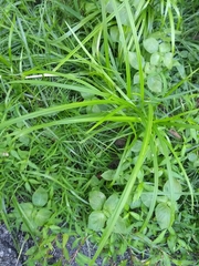 Carex muskingumensis