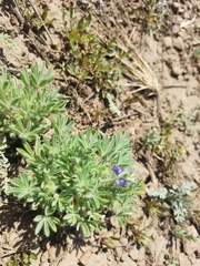 Lupinus kingii