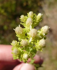 Sericocarpus rigidus