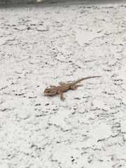 Sceloporus occidentalis