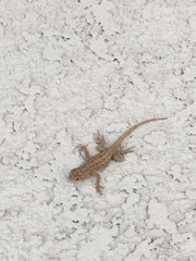 Sceloporus occidentalis