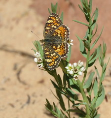 Phyciodes pulchella camillus
