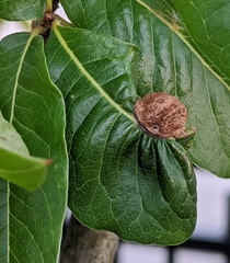 Dryocosmus quercuspalustris