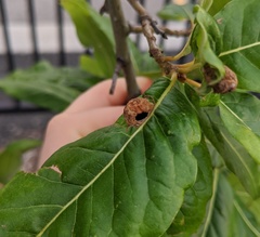 Dryocosmus quercuspalustris