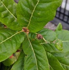 Dryocosmus quercuspalustris