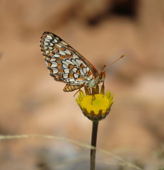 Euphydryas anicia wecoeut