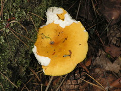 Russula lutea