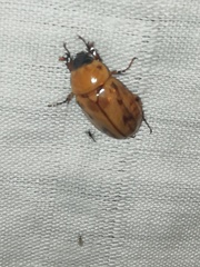 Cyclocephala lunulata