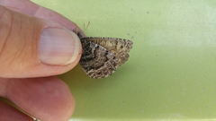 Oeneis chryxus caryi