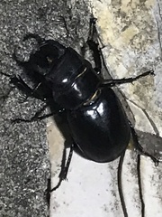 Lucanus barbarossa