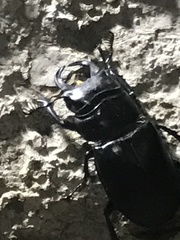 Lucanus barbarossa