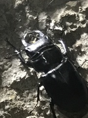 Lucanus barbarossa