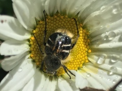 Trichiotinus assimilis