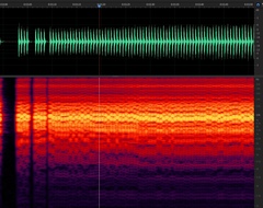 Diceroprocta eugraphica