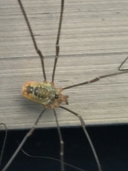 Leiobunum curvipalpe