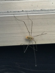 Leiobunum curvipalpe