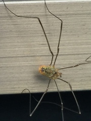 Leiobunum curvipalpe