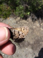 Oeneis chryxus caryi