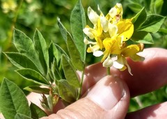 Hosackia pinnata