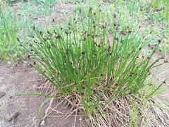 Juncus beringensis