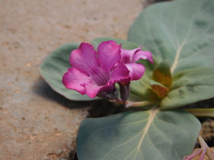 Cycladenia humilis