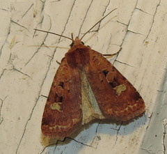 Diarsia jucunda