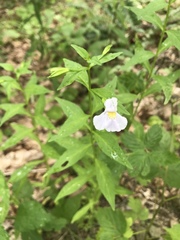 Mimulus alatus × ringens
