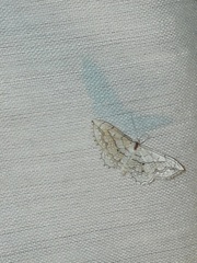 Scopula calotis