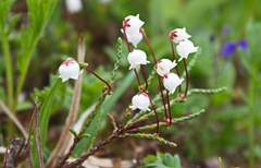 Cassiope lycopodioides