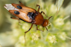 Macrosiagon bimaculata