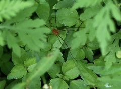 Leiobunum politum