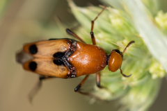 Macrosiagon bimaculata