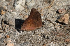 Charaxes ethalion