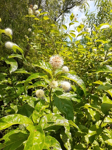 Cephalanthus occidentalis