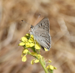 Tharsalea xanthoides