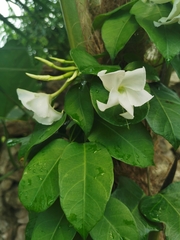 Echites yucatanensis