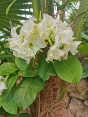 Echites yucatanensis