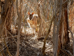 Notamacropus eugenii decres