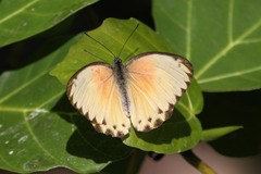 Belenois thysa thysa