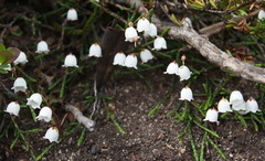 Cassiope lycopodioides