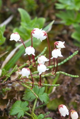 Cassiope lycopodioides