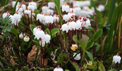 Cassiope lycopodioides