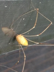 Leiobunum curvipalpe