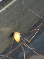 Leiobunum curvipalpe